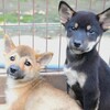 柴犬・豆柴 子犬 探す 豆柴サイズの可愛い黒... 9933