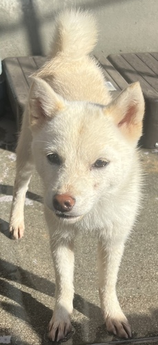 柴犬・豆柴 犬の販売・譲渡 9935 白柴女の子11月3日までにご見学、お迎えの場合