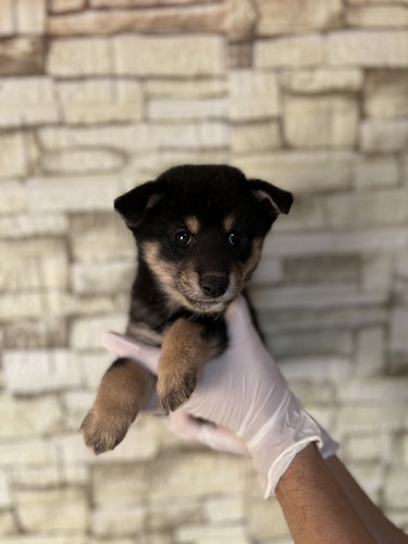 ČE ̔̔En 9940 5009