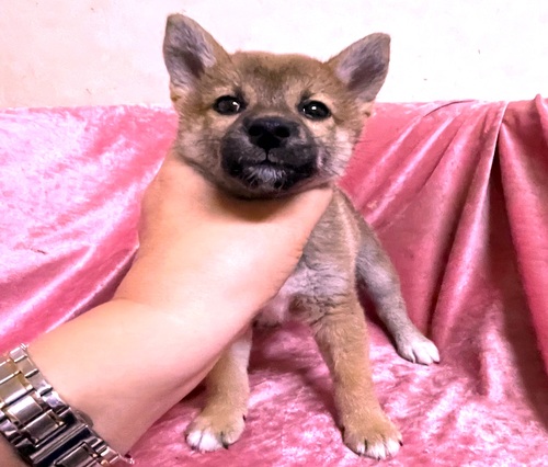 ČE ̔̔En 9942 &#9825;&#9825;Ԃ̏̎q