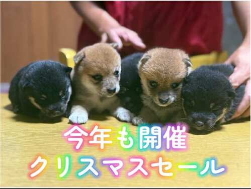 柴犬・豆柴 犬の販売・譲渡 9944 クリスマスセール開催