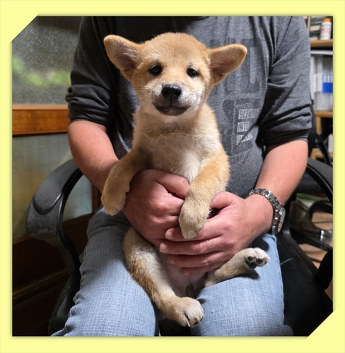 ČE ̔̔En 9948 ԎĂ̏̎qEził