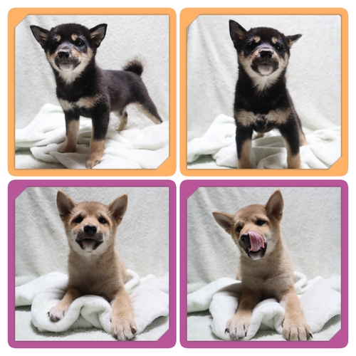 柴犬・豆柴 犬の販売・譲渡 9949 ●赤柴・黒柴の女の子・総額価格です●