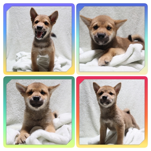 柴犬・豆柴 犬の販売・譲渡 9950 ●赤柴の男の子・女の子・総額価格です●