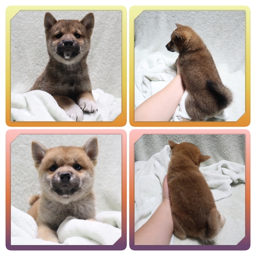 柴犬・豆柴 犬の販売・譲渡 9951 ●赤柴の男の子・女の子・総額価格です●