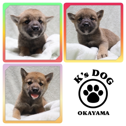 ČE ̔̔En 9952 ԎĂ̏̎qEził