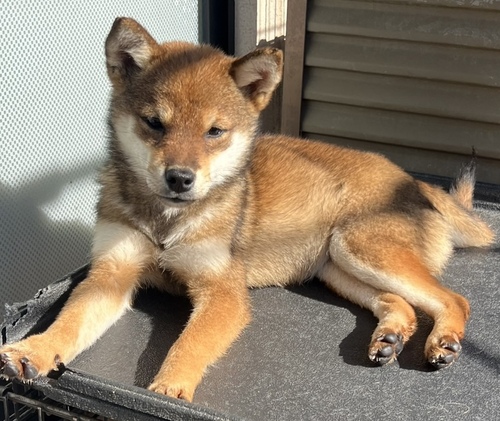 ČE ̔̔En 9957 Ӗ ̎q