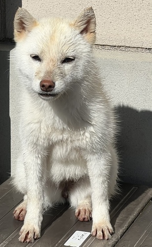 ČE ̔̔En 9958  ̎q