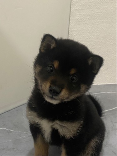 ČE ̔̔En 9961 Ēj̎q