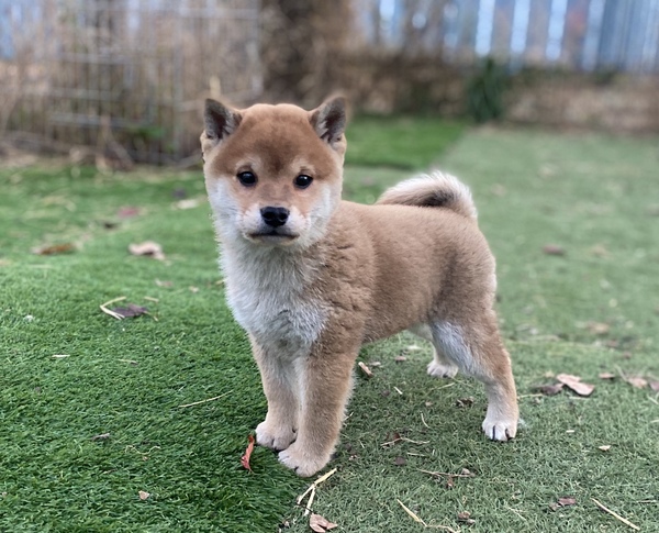 柴犬・豆柴 犬の販売・譲渡 9969 9/28生・柴犬の男の子・長野県