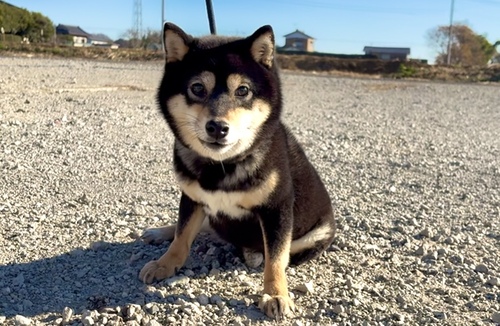 柴犬・豆柴 犬の販売・譲渡 9970 一歳の女の子