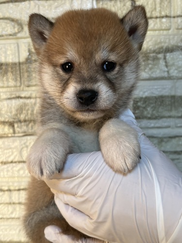 柴犬・豆柴 犬の販売・譲渡 9972 赤5217