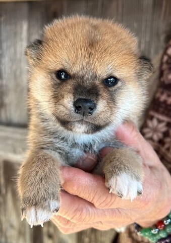 柴犬・豆柴 犬の販売・譲渡 9973 ★★★柴犬 赤 オス、メス 生まれました★★★