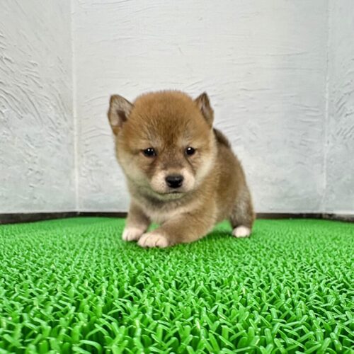 柴犬・豆柴 犬の販売・譲渡 9975 お豆ちゃん