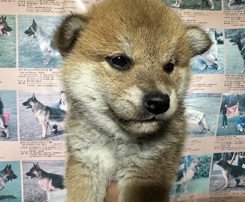 �Č��E���� ���̔̔��E���n 9977 �Ԗс@���̎q�@������v���܂��I