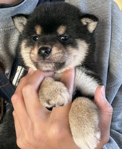 柴犬・豆柴 犬の販売・譲渡 9978 めちゃくちゃ可愛い女の子