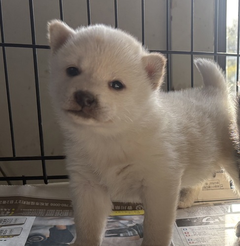 柴犬・豆柴 犬の販売・譲渡 9979 白柴の女の子