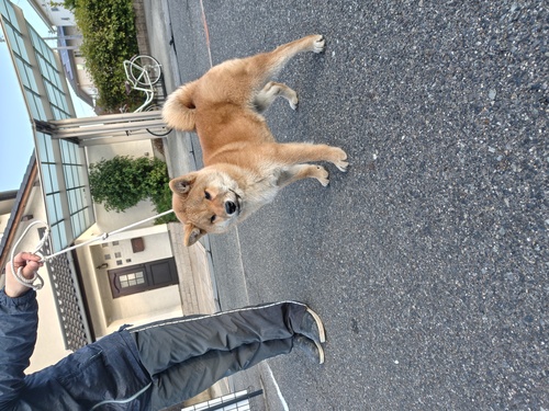柴犬・豆柴 犬の販売・譲渡 9981 パパはインターチャンピオンです。