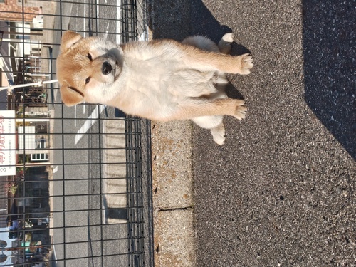 柴犬・豆柴 犬の販売・譲渡 9982 パパは日保準最高賞受賞犬です。