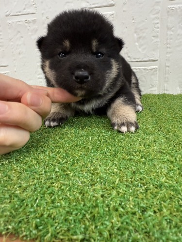 柴犬・豆柴 犬の販売・譲渡 9986 ころんと丸い、安心感のかたまり