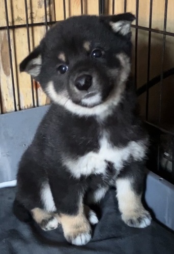 柴犬・豆柴 犬の販売・譲渡 9987 黒柴の女の子 ♪