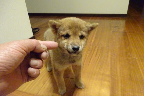 �Č��E���� ���̔̔��E���n 9989 ���Ă̏��̎q�ł��B