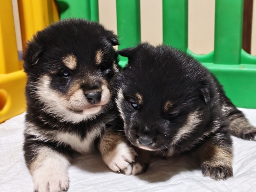 �Č��E���� ���̔̔��E���n 9993 �z�F���Y��ȏ��̎q�ł��B