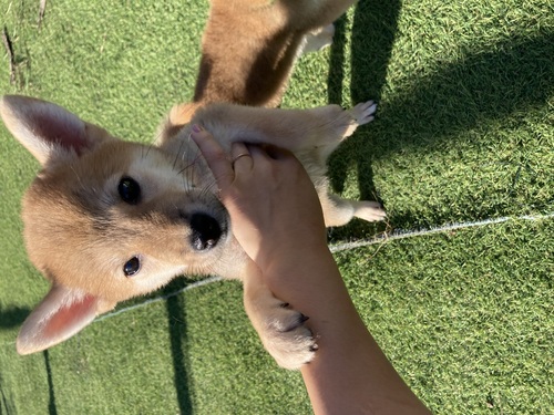 柴犬・豆柴 犬の販売・譲渡 9994 熊本柴犬