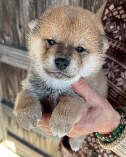 �Č��E���� ���̔̔��E���n 9995 ����2�����̒j�̎q���l���������ĉ���