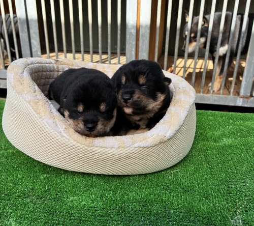 �Č��E���� ���̔̔��E���n 9996 �����e�������܂�܂����B