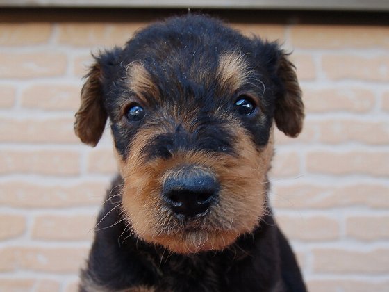 【動画あり】男の子・女の子とも生まれています 犬の販売 417