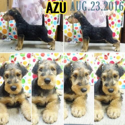 心身共に健全に!をケネルモットーにしています 犬の販売 422