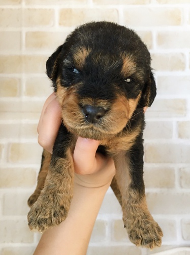 エアデールテリア子犬ご家族募集中! 犬の販売 430