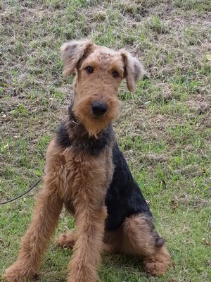 中々いない訓練済みエアデール 犬の販売 431