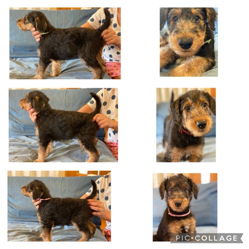 エアデール・テリア 犬の販売・譲渡 439 ショータイプの仔犬が産まれました