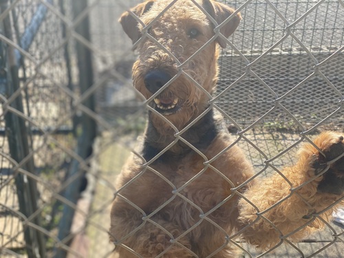 エアデール・テリア 犬の販売・譲渡 440 ショータイプの仔犬が産まれました