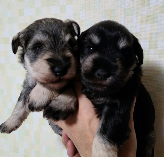 シュナウザー姉妹! 犬の販売 5053