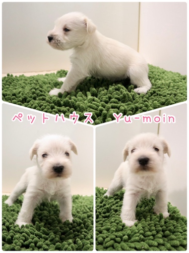 ご家族様が決まりました♪ 犬の販売 5056