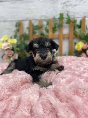 可愛いM.シュナウザー3匹デビューします 犬の販売 5057