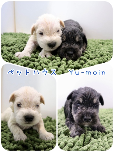 ご家族様が決まりました♪ 犬の販売 5063