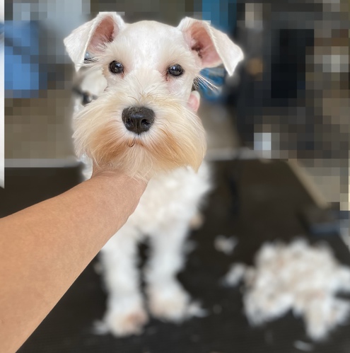 小さなホワイトシュナ 犬の販売 5069