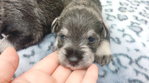 人気のシュナウザー子犬家族が決まりました 犬の販売 5070