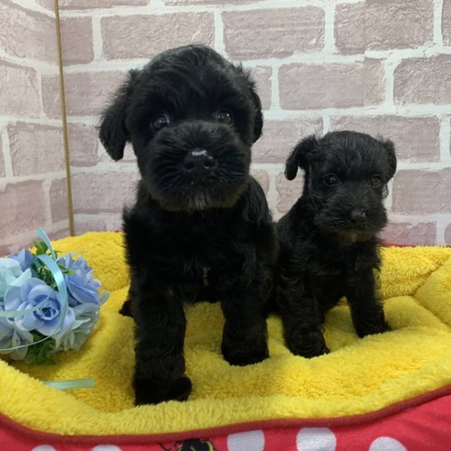 岐阜県よりご家族募集です 犬の販売 5075