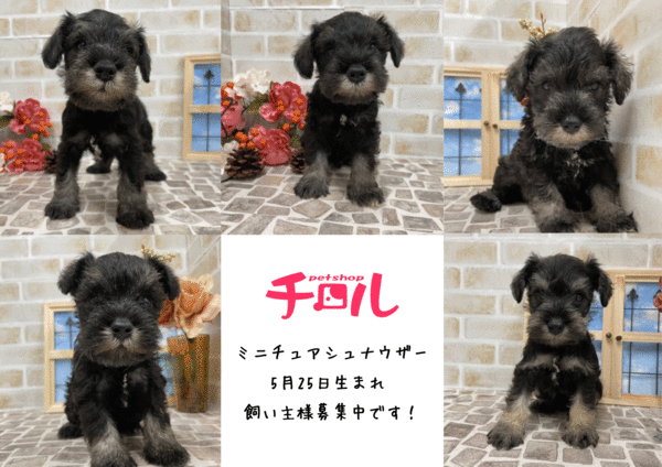 ミニチュアシュナウザー5/25生の飼い主募集中! 犬の販売 5076