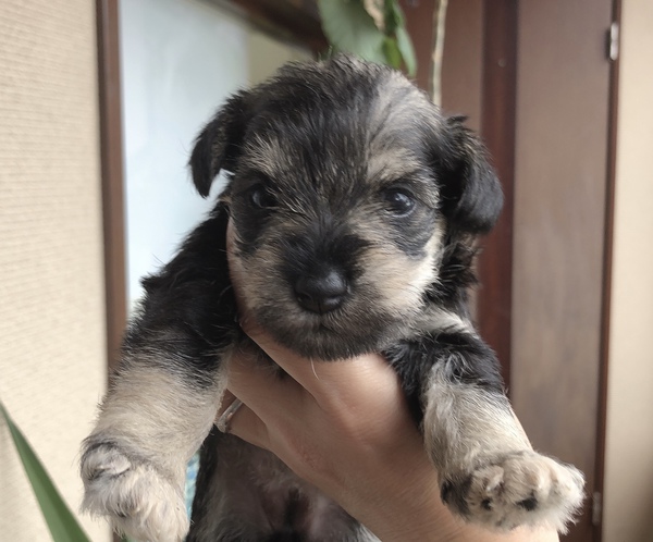 すぐお散歩デビューできます‼︎ 犬の販売 5078