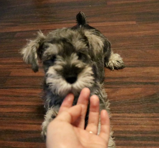 とってもかわいい子ですよ!! 犬の販売 5080