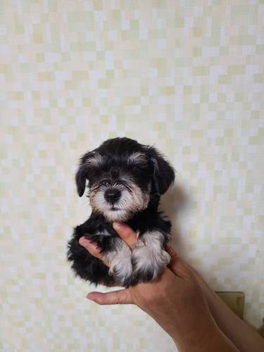 ブラックシルバー 男の子 犬の販売 5081