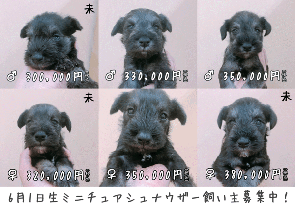 ミニチュアシュナウザー6/1生まれの飼い主募集中! 犬の販売 5082
