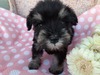 ViEU[ q T e`q4ڃm[... 5085