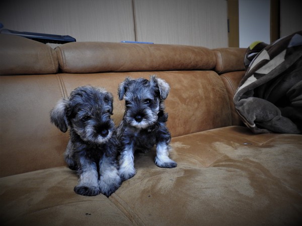 可愛い元気な子 No 5086 シュナウザー 犬の出産情報 子犬販売 Dogoo Com